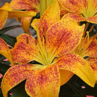 Lilium Tiny Parrot