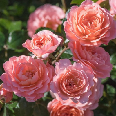 Роза Chantilly