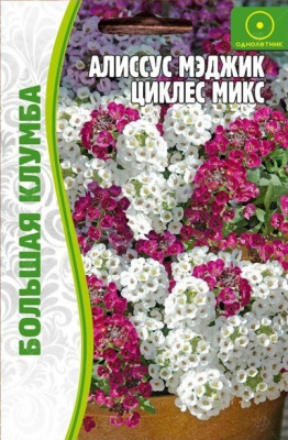 Алиссум Мэджик Циклес микс