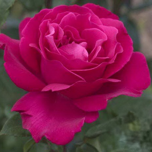 Velasques_1