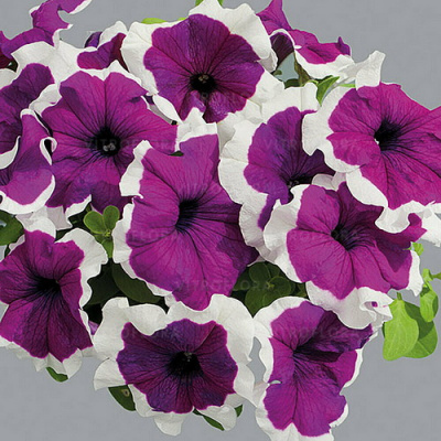 Петуния Лупо Виолет Пикоти (Limbo Violet Picotee)