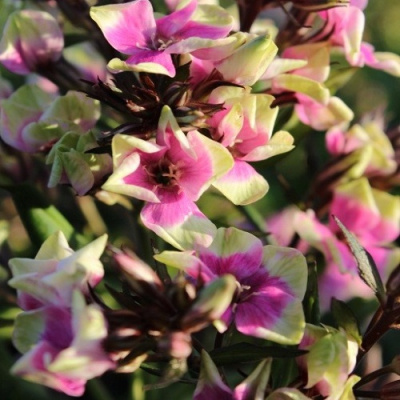 Phlox Neon Mike's Choice_1