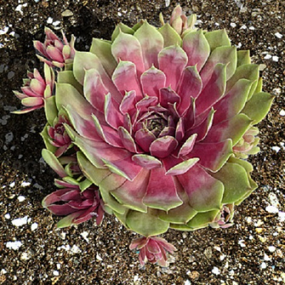 Sempervivum BigSam Pink Pomelo_1