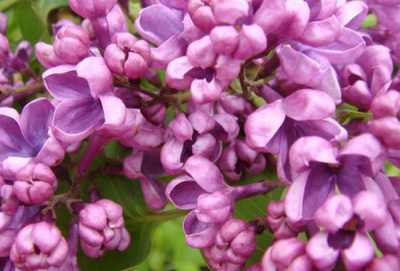 Syringa Massena
