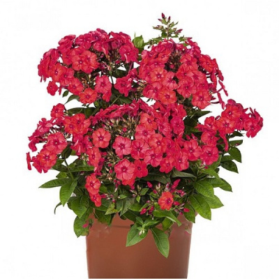 Phlox Flame Watermelon