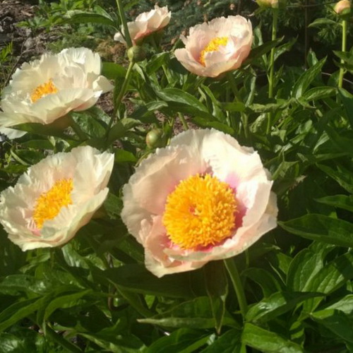 Paeonia Athena_1
