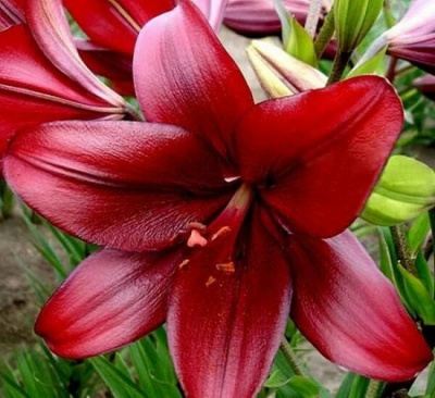 Lilium Dynamix