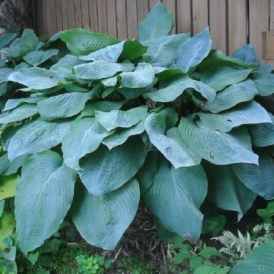 Hosta Big Daddy