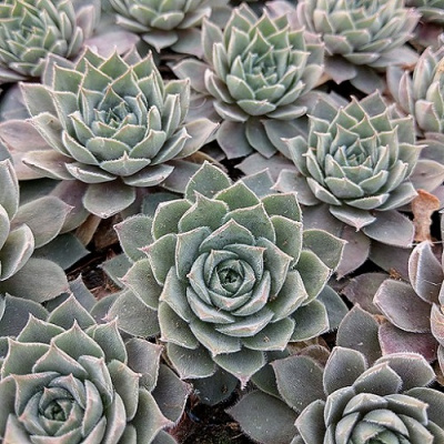 Sempervivum Aquila