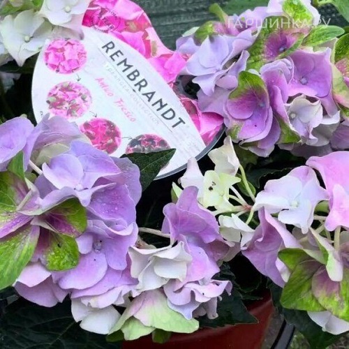 Hydrangea macrophylla Rembrandt Antico Fresco