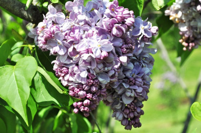 Syringa Marechal Lannes