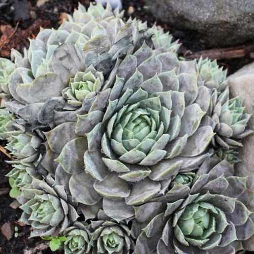 Sempervivum Aquila_3