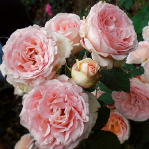 Rosa Clair Renaissance_2