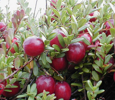 vaccinium Corallium