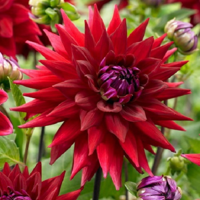 Dahlia Witteman's Best