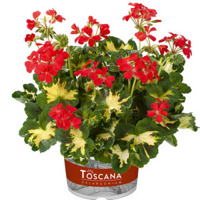 Pelargonium Toscana zonale Variegated Happythought Red