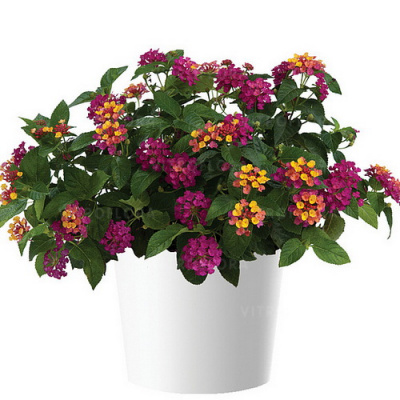 Lantana camara Gem Diva Pin