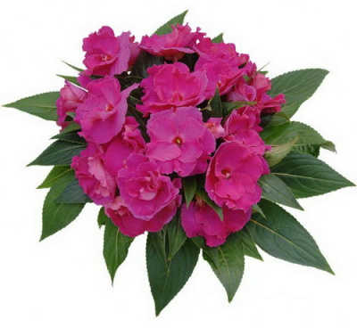 Impatiens Rokoko Colette1
