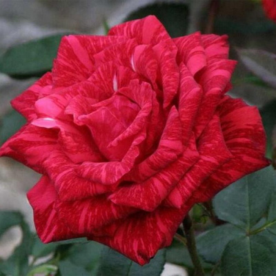 роза Red Intuition