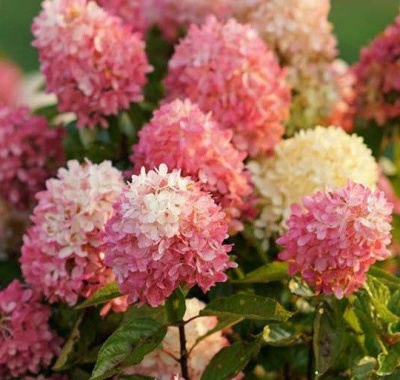 Hydrangea paniculata Touch of Pink