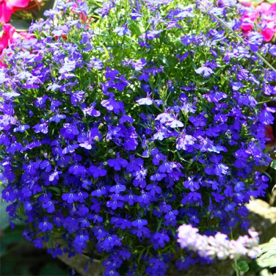 Lobelia_Riviera_Midnight_Blue