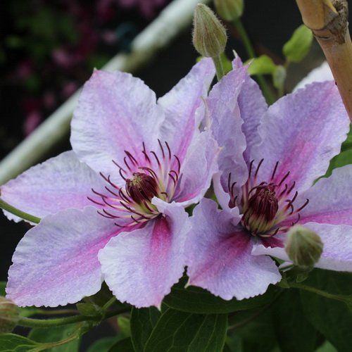 Clematis Darius_1