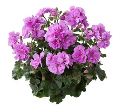 Пеларгония Medio Marlen amethyst (плющелистная)