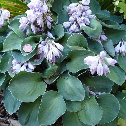 Hosta Blue Mause Ears_3
