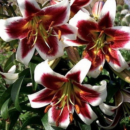 Lilium Robert Griesbach