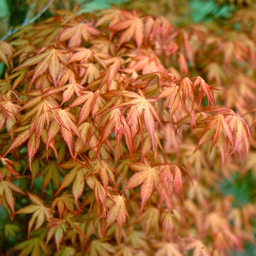 Acer palmatum Katsura_1