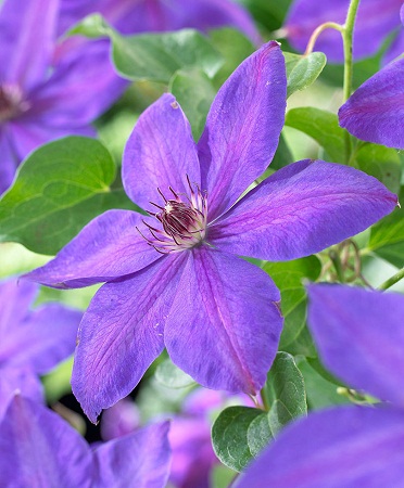 Clematis Xerxes