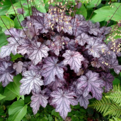 Heuchera Blackberry Jam (1)