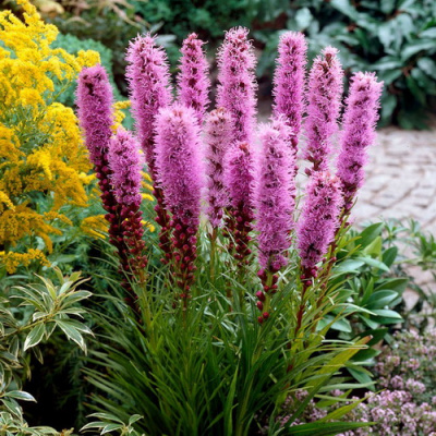 Liatris spicata