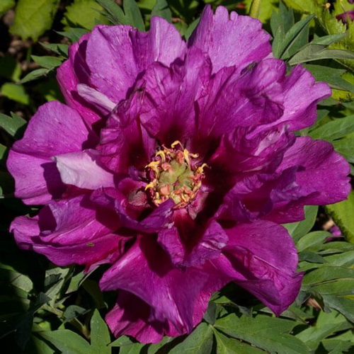 Paeonia itoh Morning Lilac_1