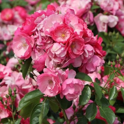 Rosa Angela_1
