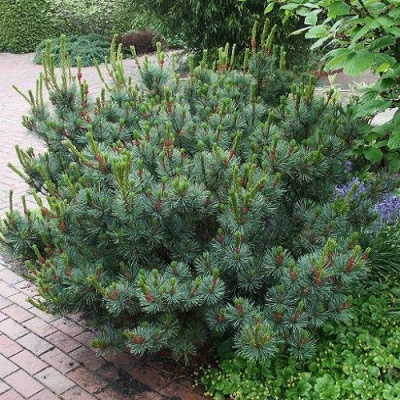 Pinus pumila Glauca