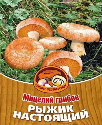 Гриб Рыжик