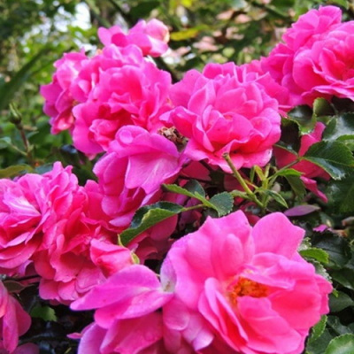 Роза Fuchsia Meillandecor