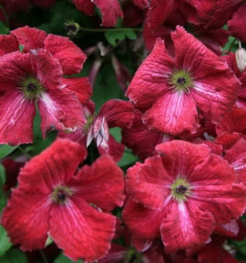 Clematis Rubra_1