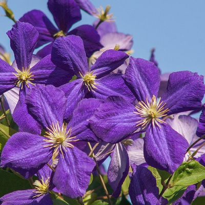 Clematis Jackmanii