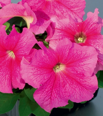 PETUNIA Lupo Rose Vein