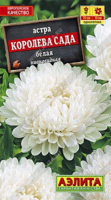 Астра Королева сада белая
