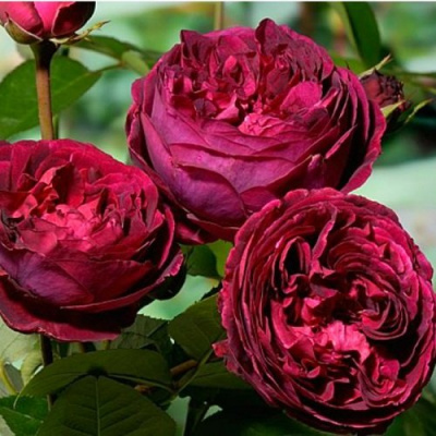 Rosa Falstaff
