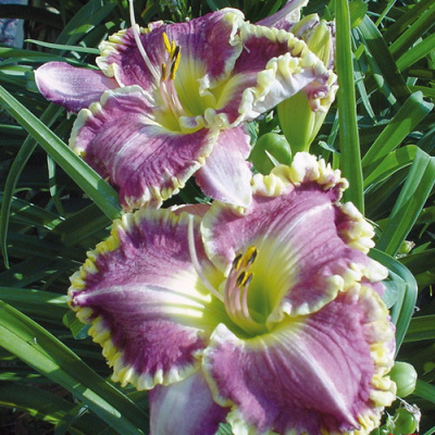 Hemerocalis Bestseller