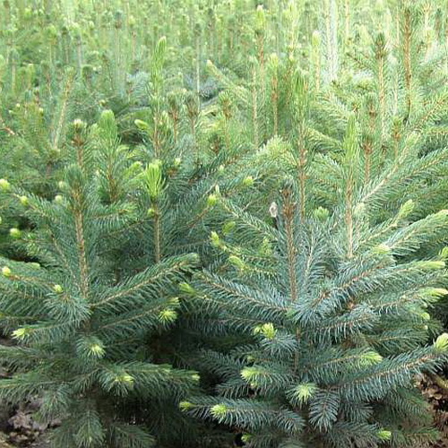 Picea pungens Kaibab