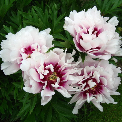 Paeonia Cora Louise_3