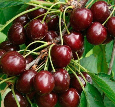 Вишня Жуковская