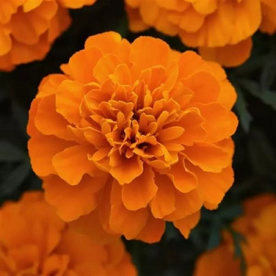 Tagetes patula Bonanza Deep Orange