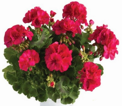 Pelargonium Regina