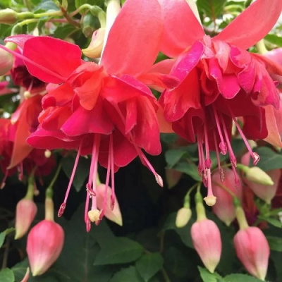 Fuchsia Bicentennial